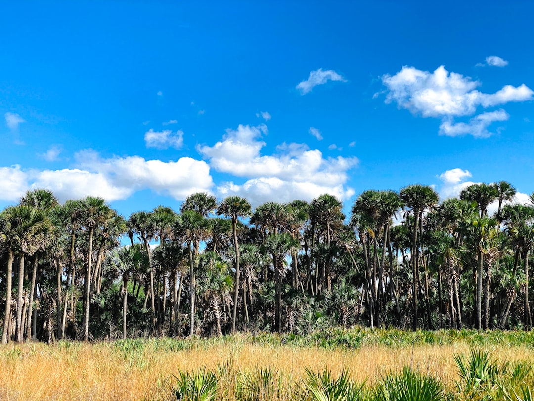 Embracing the tranquility of sunrise at Kissimmee Prairie Preserve State Park, where the golden light dances through the sabal palms and paints the sky with hues of blue.
