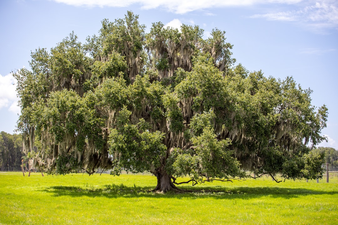 green-trees-on-green-grass-field-under-blue-sky-during-daytime-t1nxgjrlnbq